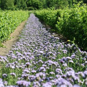 Visite au Vignoble de l'Orpailleur le 30 septembre 2026